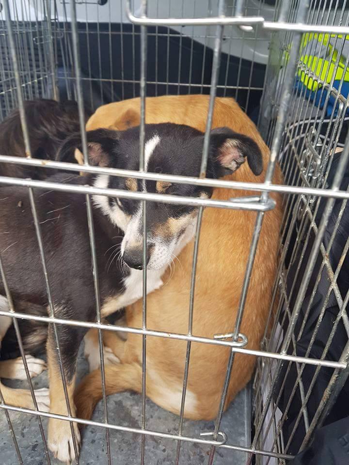 7 Hunde aus dem Public Shelter Suceava gerettet Dogsouls