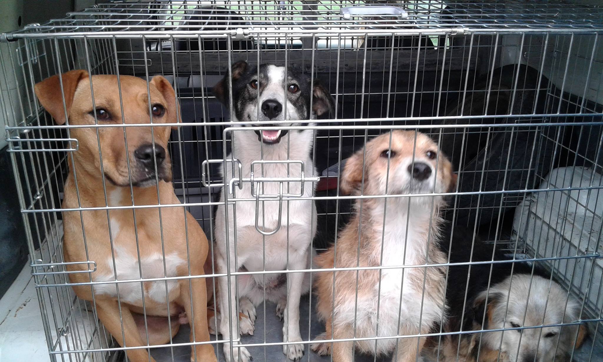 9 Hunde aus dem Public Shelter Suceava gerettet Dogsouls