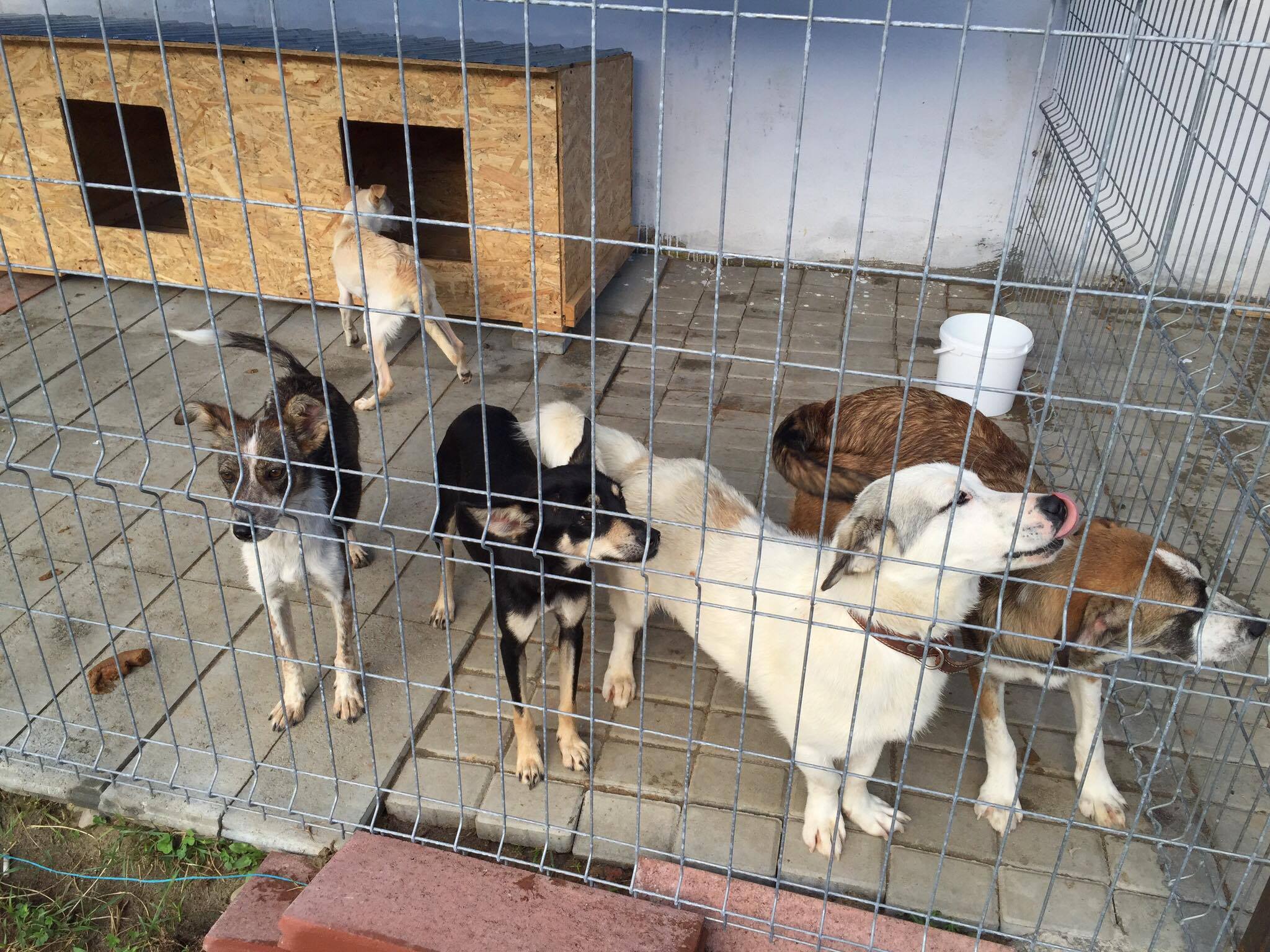 5 Hunde aus dem Public Shelter Suceava gerettet Dogsouls