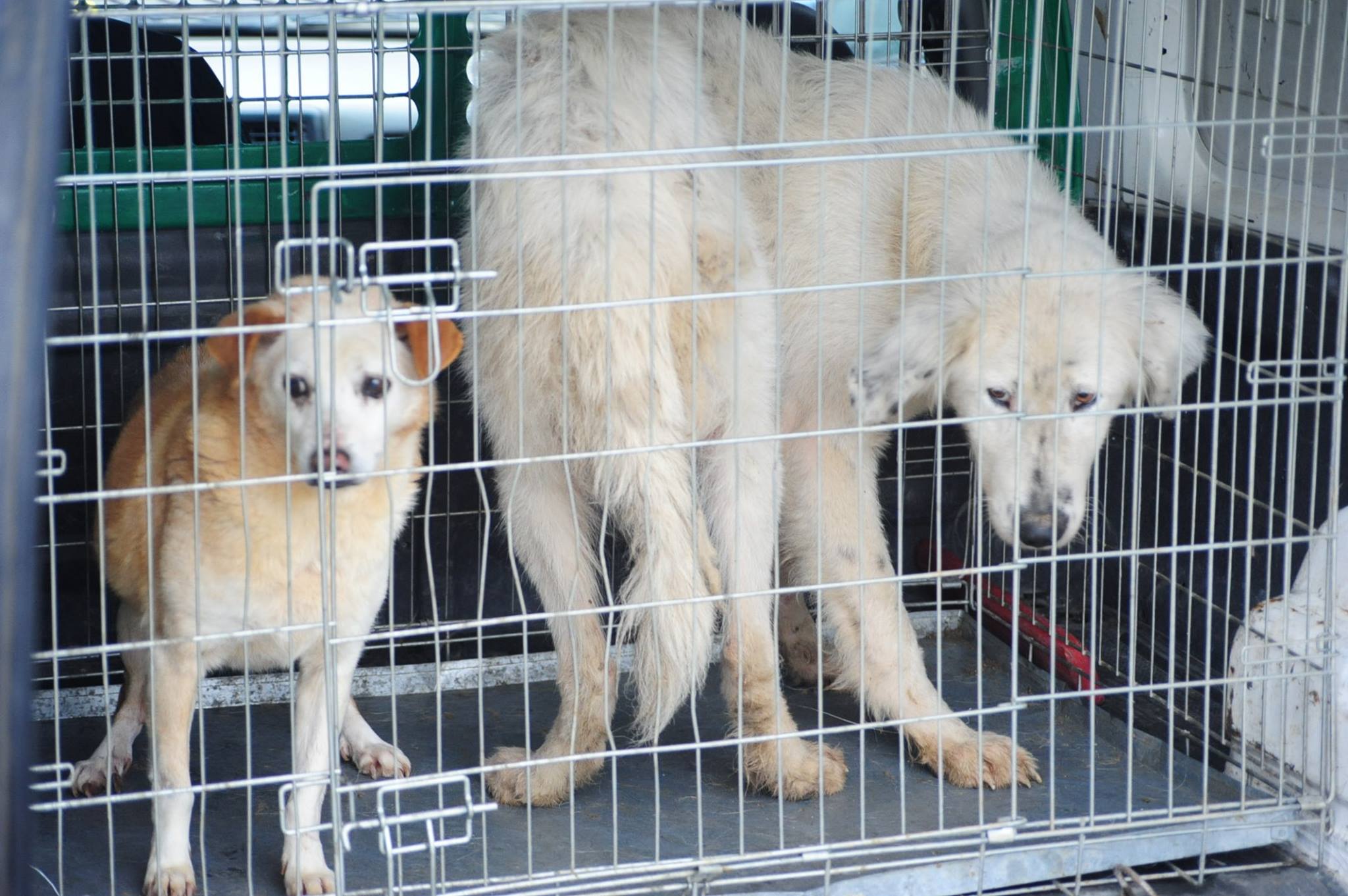 3 Hunde aus dem Public Shelter Suceava gerettet Dogsouls