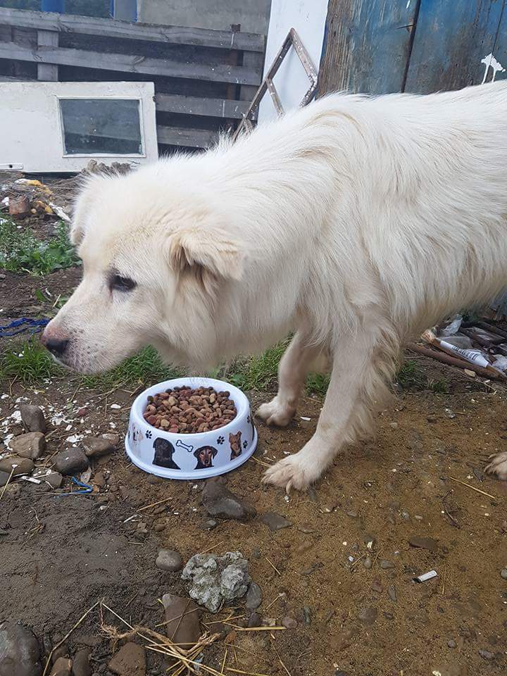 10 Hunde aus dem Public Shelter Suceava gerettet Dogsouls