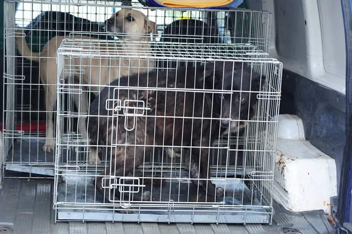 Nochmal 3 Hunde aus dem Public Shelter gerettet Dogsouls