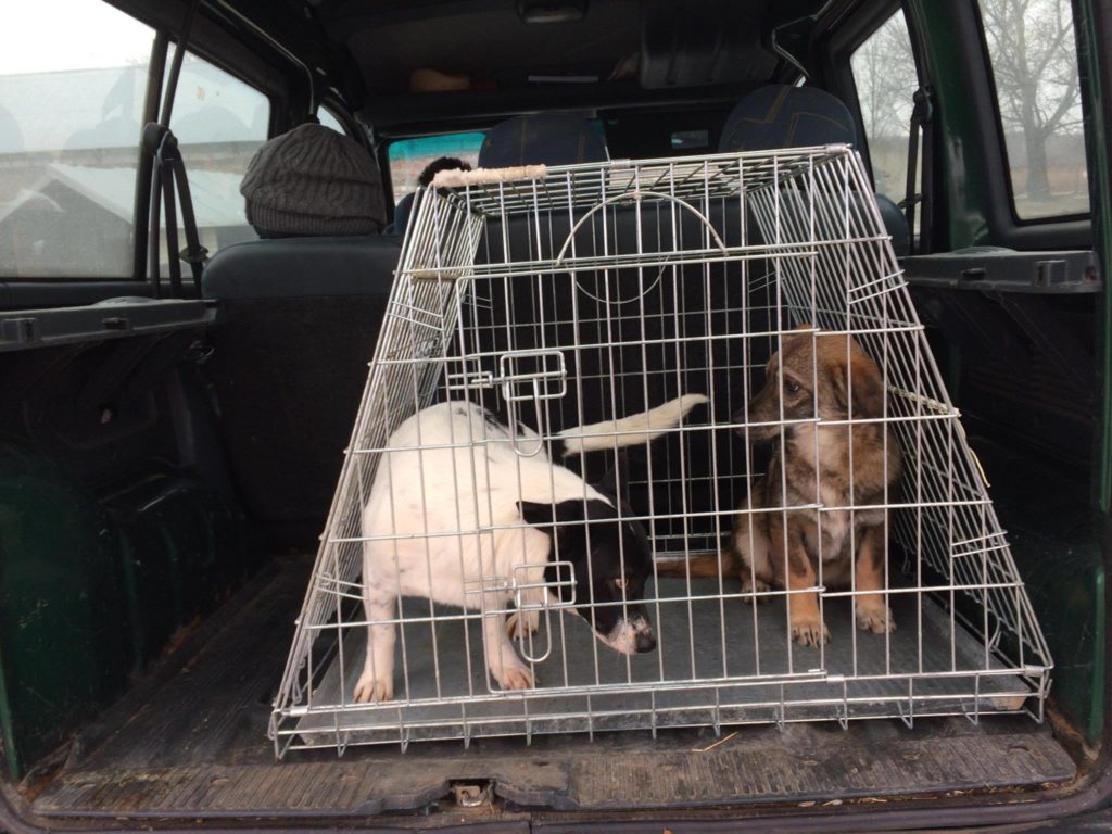 3 Hunde aus dem Public Shelter Suceava gerettet Dogsouls