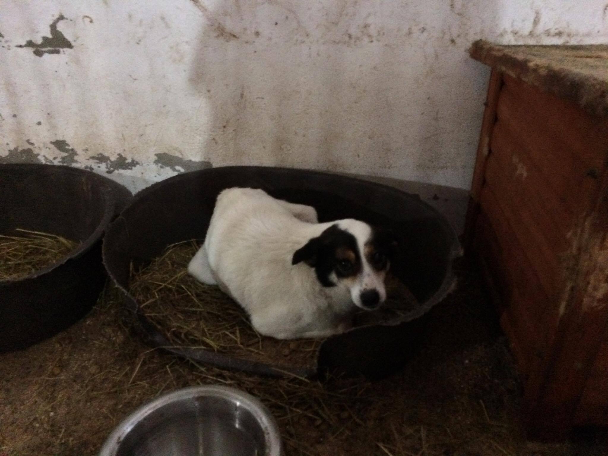 6 Hunde aus dem Public Shelter Suceava übernommen Dogsouls